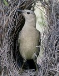 Great Bowerbird - Click for enlargement