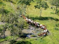 Cattle - Click for enlargement