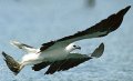 White-bellied Sea Eagle - Click for enlargement